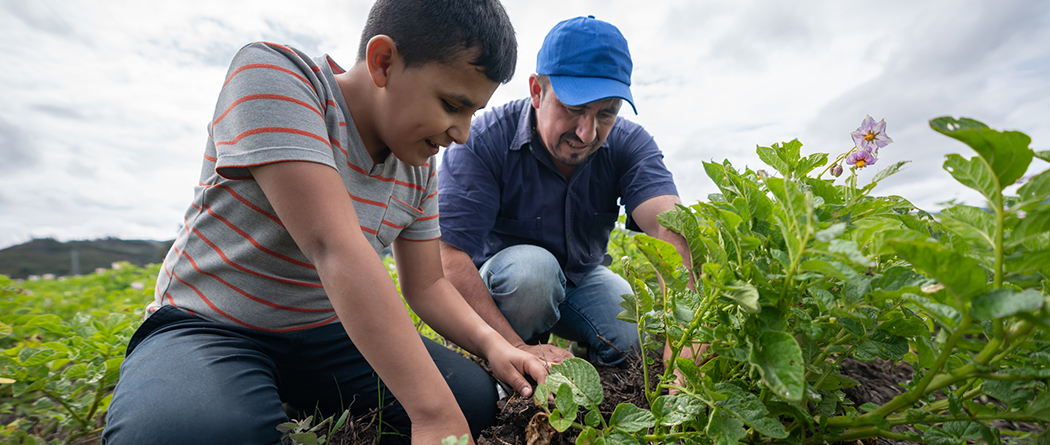 Father and son checking their crops