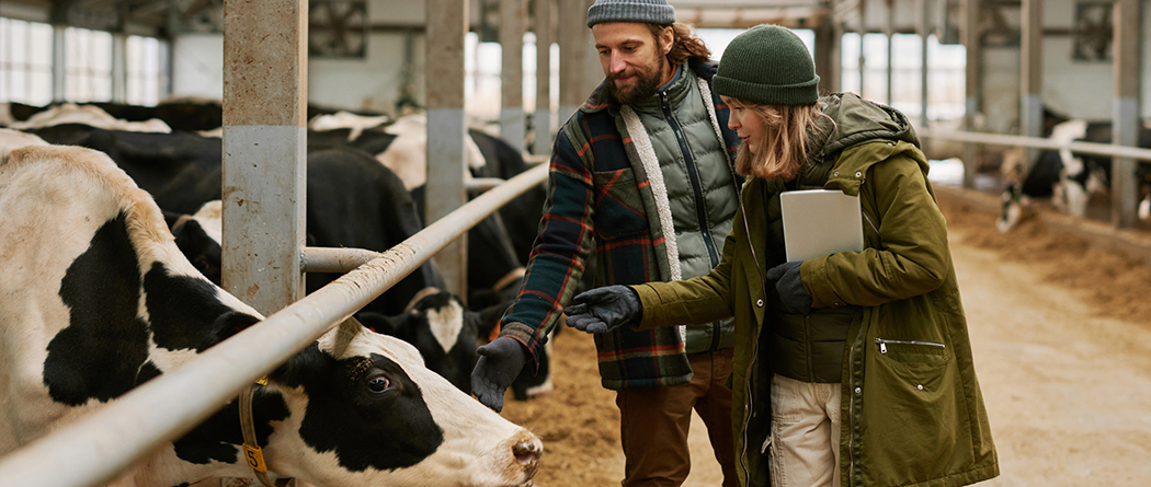 Dairy farmers walking in barn as cows feed