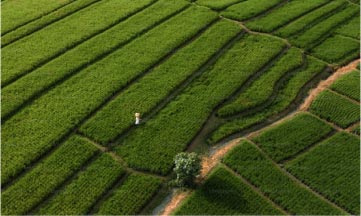 Green farmland