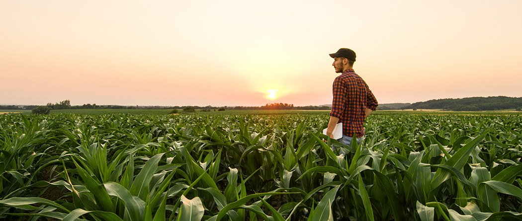 Crop farmer admires his corn field