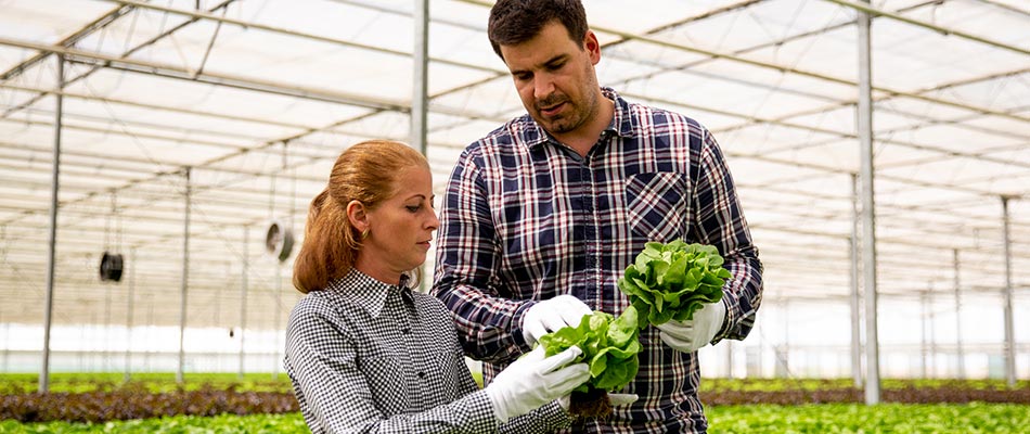 A man and lady inspecting produce at a farm