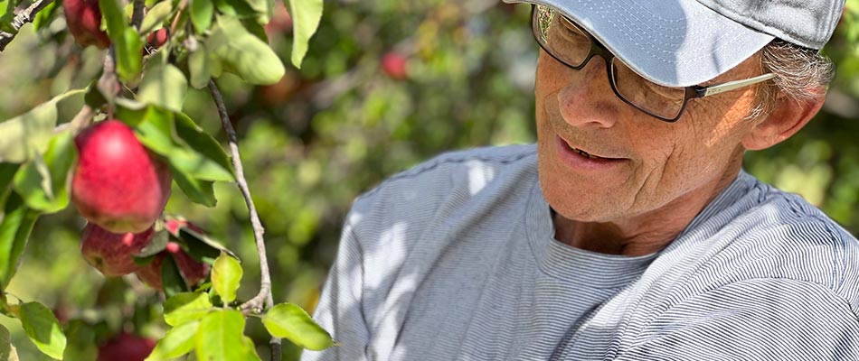 Apple farmer inspecting the produce